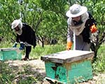 افزایش تولید عسل و خوش‌بینی افغانستان به خودکفایی